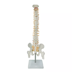 Mô hình xương cột sống 85cm - tỷ lệ 1:1
