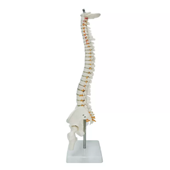 Mô hình xương cột sống 85cm - tỷ lệ 1:1