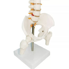 Mô hình giải phẫu xương cột sống 45cm  CS45CM