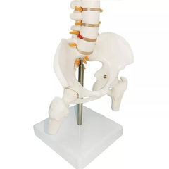Mô hình xương cột sống 45cm - Tỷ lệ 1:2