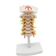 MÔ HÌNH XƯƠNG CỘT SỐNG CỔ CÓ ĐỘNG MẠCH