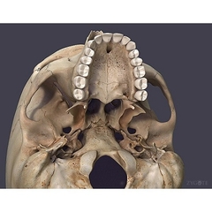 MÔ HÌNH GIẢI PHẪU CƠ THỂ NGƯỜI NAM 3D