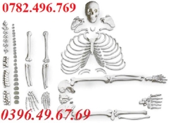 MÔ HÌNH BỘ XƯƠNG THÁO RỜI NASCO