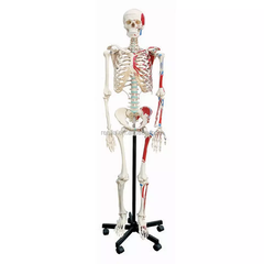 Mô hình xương người có nguyên ủy bám tận 170cm - tỷ lệ 1:1