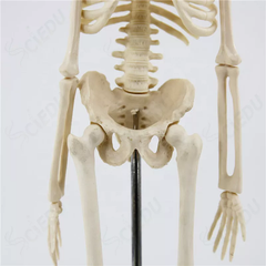 Mô hình tổng quan bộ xương cơ thể người 45cm - HH-X45