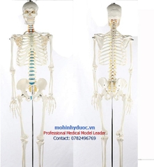 MÔ HÌNH XƯƠNG NGƯỜI KÈM RỄ THẦN KINH 170CM