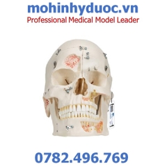 MÔ HÌNH XƯƠNG SỌ MẶT, CÁC LỖ CỦA DÂY THẦN KINH – 1000059 – 3B SCIENTIFIC