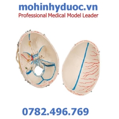 MÔ HÌNH XƯƠNG SỌ MẶT, CÁC LỖ CỦA DÂY THẦN KINH – 1000059 – 3B SCIENTIFIC