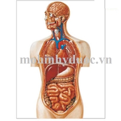 Tranh Giải Phẫu Bán Thân Nội Tạng – 1001159 – 3B Scientific