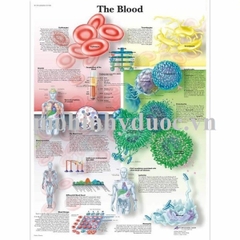 Tranh Giải Phẫu Biểu Đồ Về Máu, Phổi, Tim Sương Toàn Thân – 1001538 – 3B Scientific