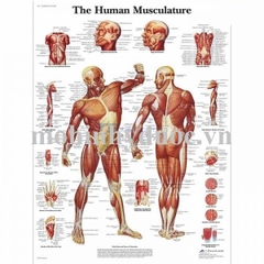 Tranh Giải Phẫu Hệ Cơ Toàn Thân Mặt Trước, Mặt Sau – 1001470 – 3B Scientific