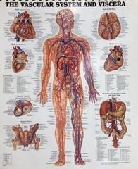 BỘ TRANH GIẢI PHẪU HỆ TUẦN HOÀN, HỆ HÔ HẤP, HỆ TIẾT NIỆU