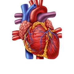 BỘ TRANH VỀ: TIM MẠCH, HÔ HẤP, TIÊU HOÁ, TIẾT NIỆU, CƠ QUAN TẠO MÁU, SỬ TRÍ NGỘ ĐỘC CẤP, SAY NẮNG, SAY NÓNG, NGẠT NƯỚC, RẮN CẮN,…