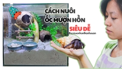 Hướng dẫn cách nuôi cua Batiks siêu dễ cùng Ốc Mượn Hồn Thanh Xuân
