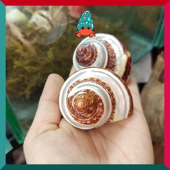 Vỏ ốc mặt trăng xanh mài lốc xoáy xà cừ cỡ xs xs+