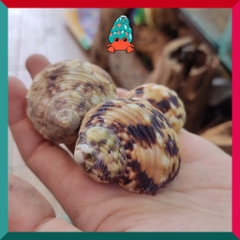 Vỏ ốc mặt trăng vàng size XS,S, M cực đẹp họa tiết ngẫu nhiên