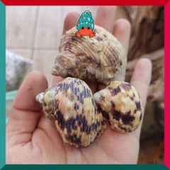 Vỏ ốc mặt trăng vàng size XS,S, M cực đẹp họa tiết ngẫu nhiên