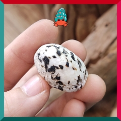 Vỏ ốc móng ngựa size baby-siêu baby họa tiết ngẫu nhiên