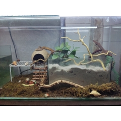 Lũa đỗ quyên loại ngắn trang trí bể cá, đồ chơi leo chèo cho ốc mượn hồn