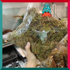 Rêu rừng khô lót nền, thức ăn cho ốc mượn hồn 100gram xanh mướt