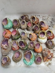 Ốc mượn hồn BREVIMANUS (màu ngẫu nhiên)