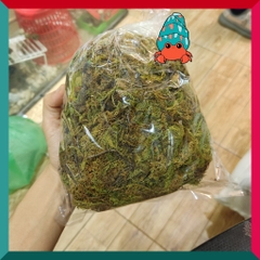 Rêu rừng khô lót nền, thức ăn cho ốc mượn hồn 100gram xanh mướt