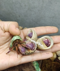 Ốc mượn hồn BREVIMANUS (màu ngẫu nhiên)