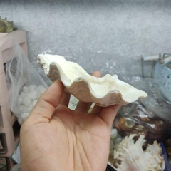 Bát ăn cho ốc mượn hồn nhỏ vân xà cừ lấp lánh 6-7cm