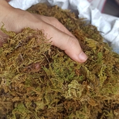 Rêu rừng khô lót nền, thức ăn cho ốc mượn hồn 100gram xanh mướt