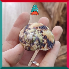 Vỏ ốc mặt trăng vàng size XS,S, M cực đẹp họa tiết ngẫu nhiên