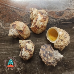 Vỏ ốc mặt trăng vàng size XS,S, M cực đẹp họa tiết ngẫu nhiên