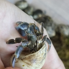 Ốc mượn hồn CAVIPES màu ngẫu nhiên