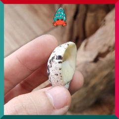 Vỏ ốc móng ngựa size baby-siêu baby họa tiết ngẫu nhiên