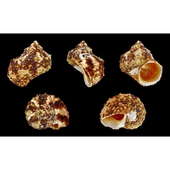 Vỏ ốc mặt trăng vàng size XS,S, M cực đẹp họa tiết ngẫu nhiên