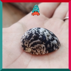 Vỏ ốc móng ngựa size baby-siêu baby họa tiết ngẫu nhiên