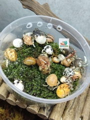 Combo 20 OMH siêu mini họa tiết ngẫu nhiên xinh xắn