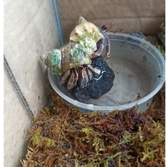 Rêu rừng khô lót nền, thức ăn cho ốc mượn hồn 100gram xanh mướt