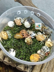 Combo 20 OMH siêu mini họa tiết ngẫu nhiên xinh xắn