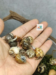 Combo 20 OMH siêu mini họa tiết ngẫu nhiên xinh xắn