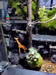 Bể bán cạn chuyên dụng nuôi cua ma cà rồng 30x20x30cm - mẫu 02