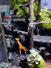 Bể bán cạn chuyên dụng nuôi cua ma cà rồng 30x20x30cm - mẫu 02