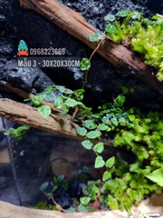 Bể bán cạn chuyên dụng nuôi cua ma cà rồng 30x20x30 cm - mẫu 03