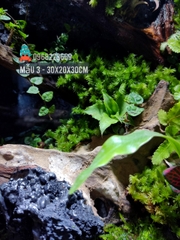 Bể bán cạn chuyên dụng nuôi cua ma cà rồng 30x20x30 cm - mẫu 03