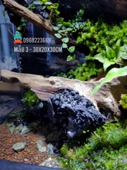 Bể bán cạn chuyên dụng nuôi cua ma cà rồng 30x20x30 cm - mẫu 03