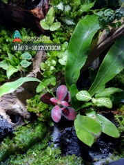 Bể bán cạn chuyên dụng nuôi cua ma cà rồng 30x20x30 cm - mẫu 03