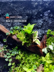 Bể bán cạn chuyên dụng nuôi cua ma cà rồng 30x20x30 cm - mẫu 03