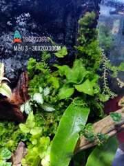 Bể bán cạn chuyên dụng nuôi cua ma cà rồng 30x20x30 cm - mẫu 03