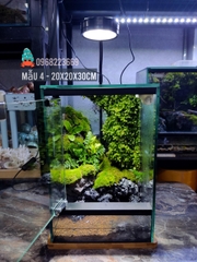 Bể bán cạn chuyên dụng nuôi cua ma cà rồng 20x20x30cm - mẫu 04