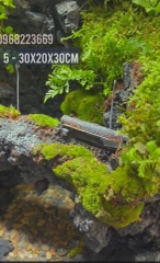 Bể bán cạn chuyên dụng nuôi cua ma cà rồng 30x20x30cm - mẫu 05