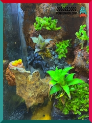 Bể bán cạn chuyên dụng nuôi cua ma cà rồng kích thước 30x20x30 cm - mẫu 07